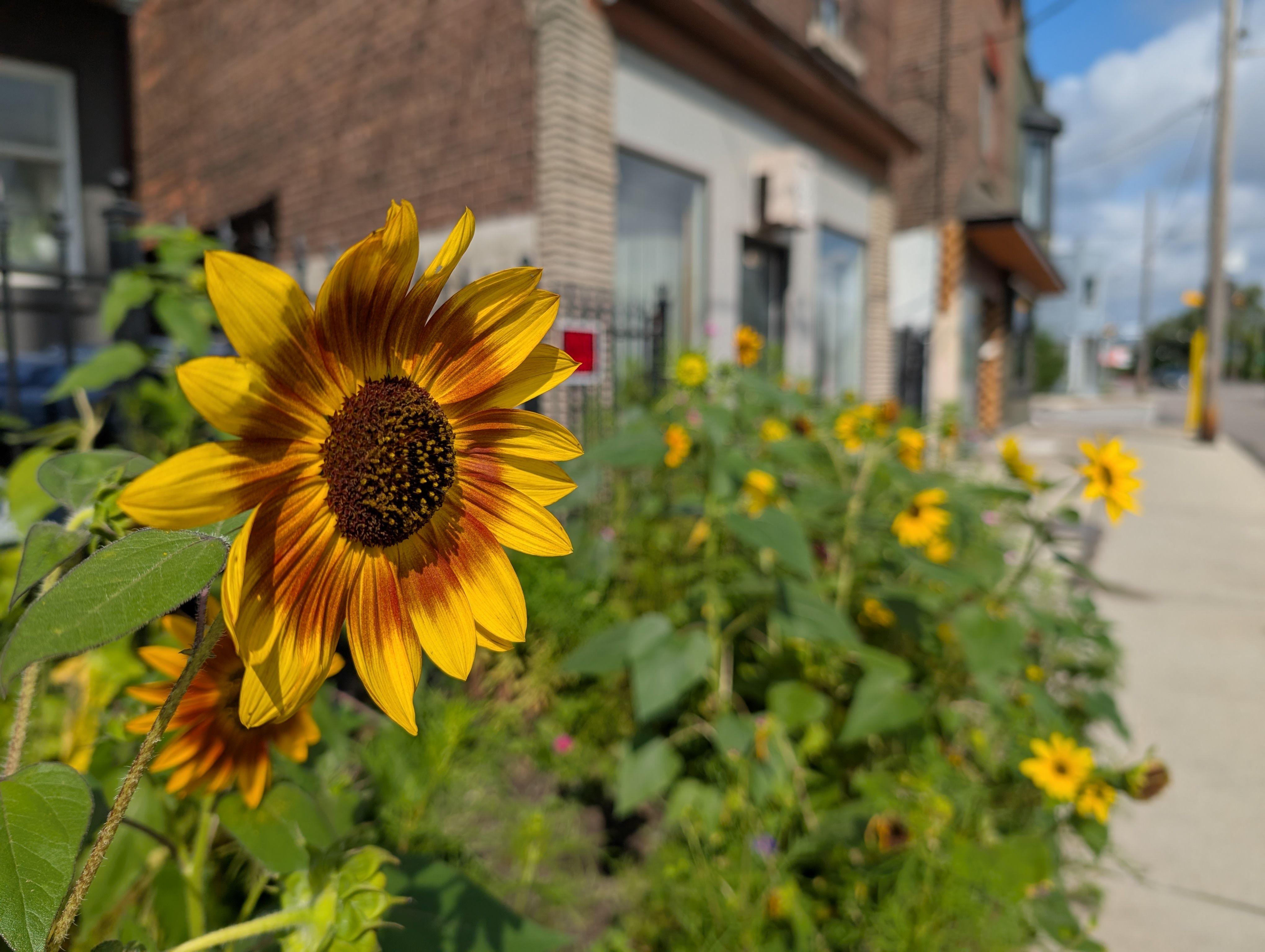 Google Pixel 9 Pro XL 1x camera sample flowers