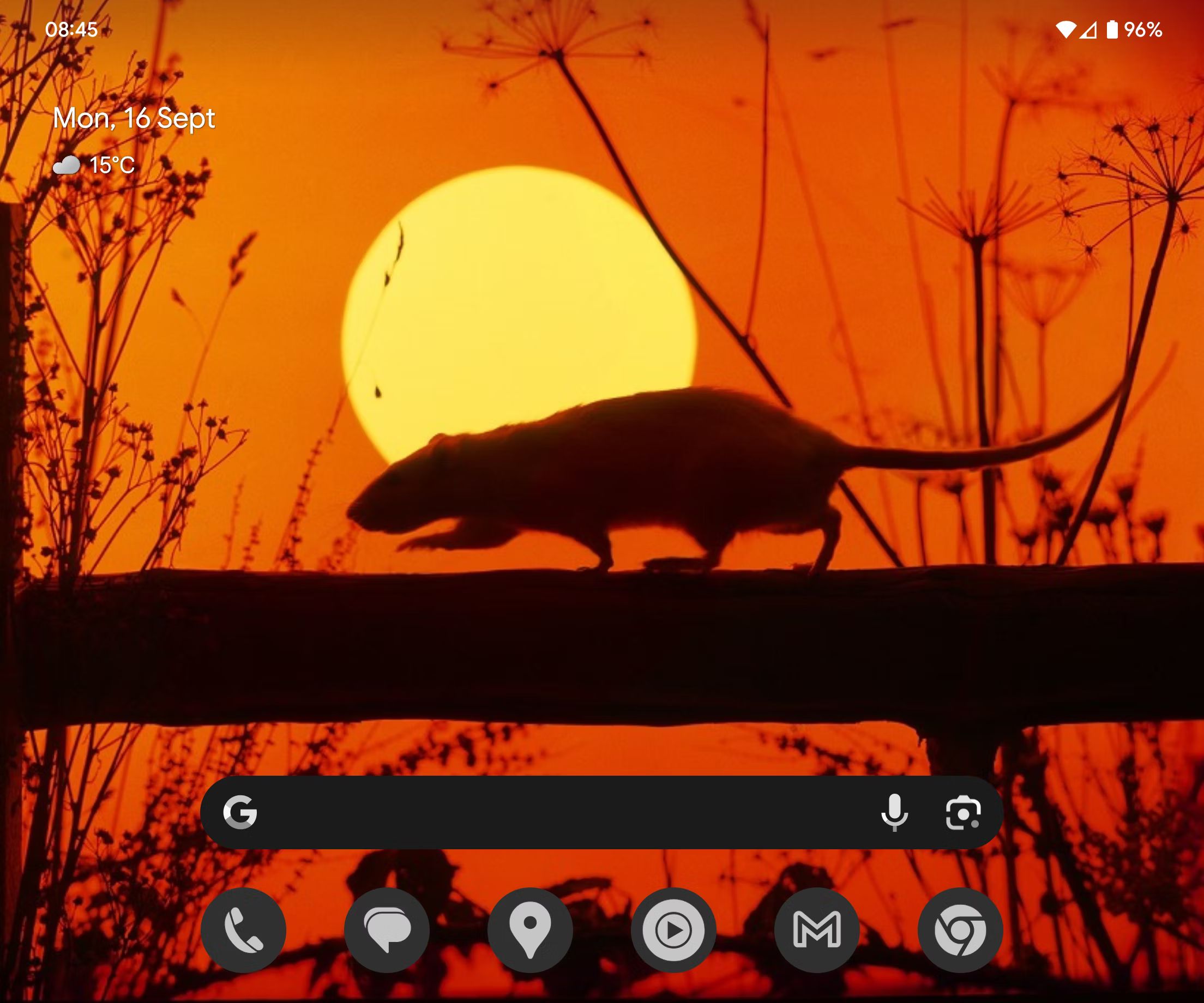 Michael's rat homescreen on the Pixel Fold showing a rat in the wallpaper