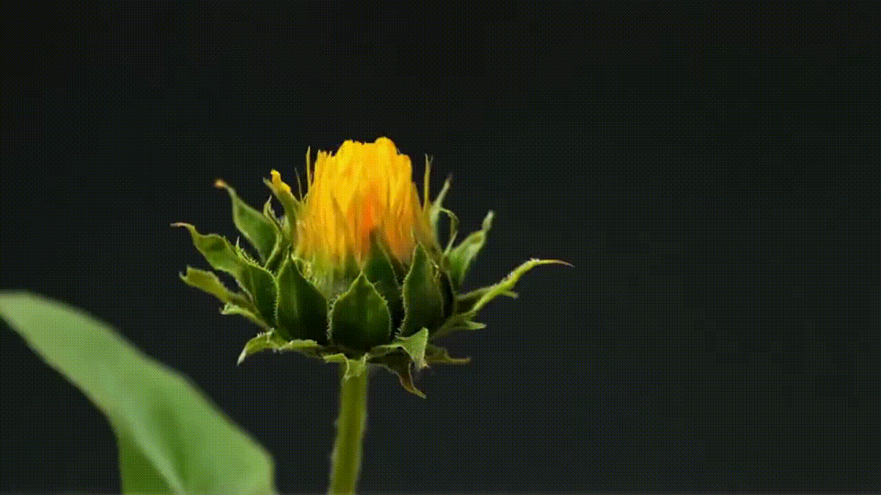 A time lapse of a sunflower blooming