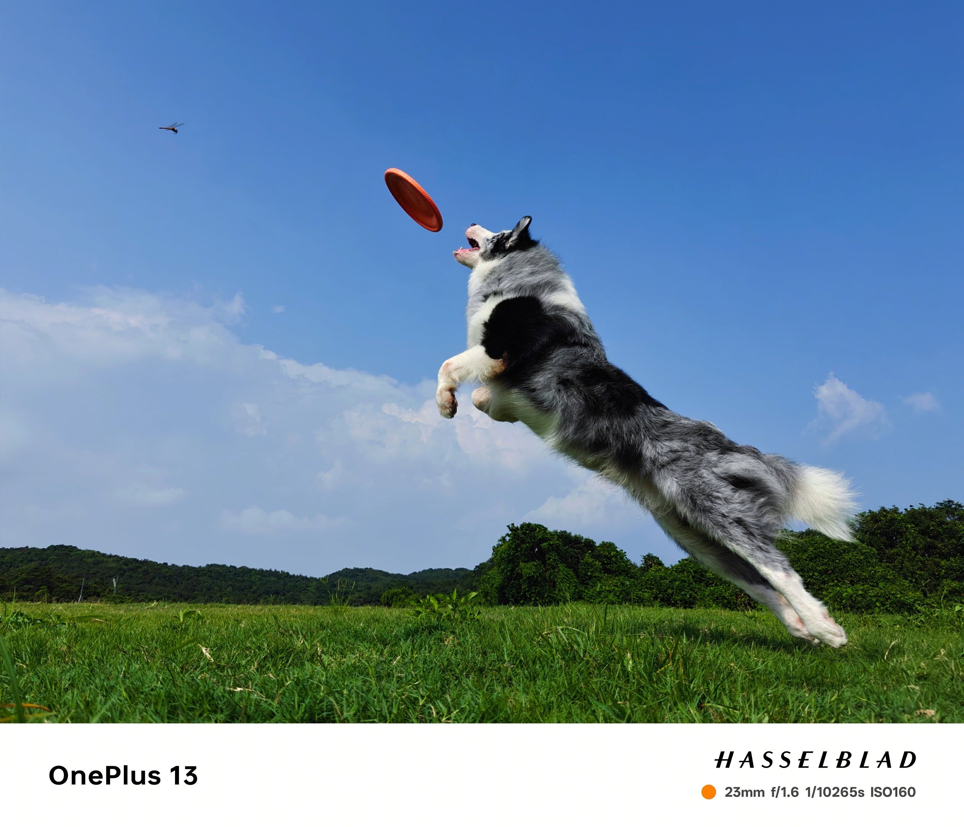 OnePlus 13 camera sample showing a dog mid-air catching a frisbee