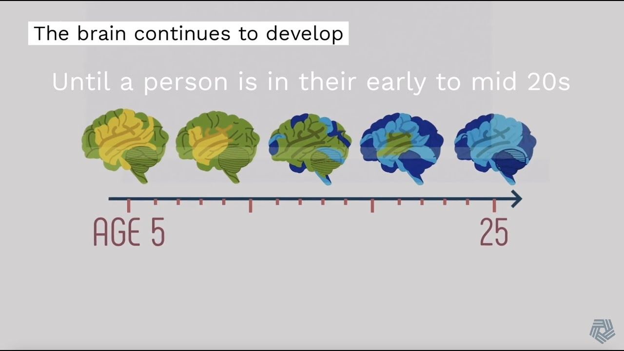 A diagram showing brain development from ages 5 to 25