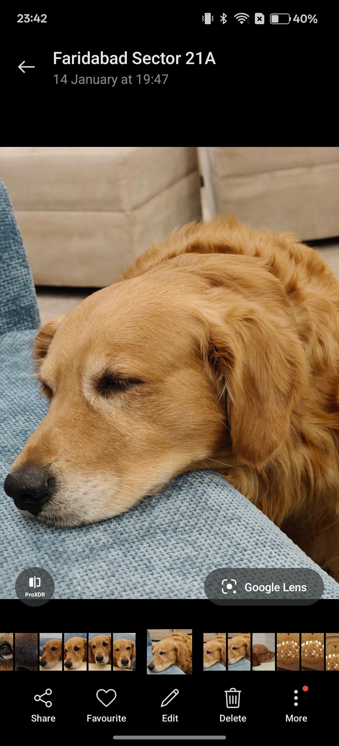 Golden retriever resting on blue sofa, displayed in Photos app