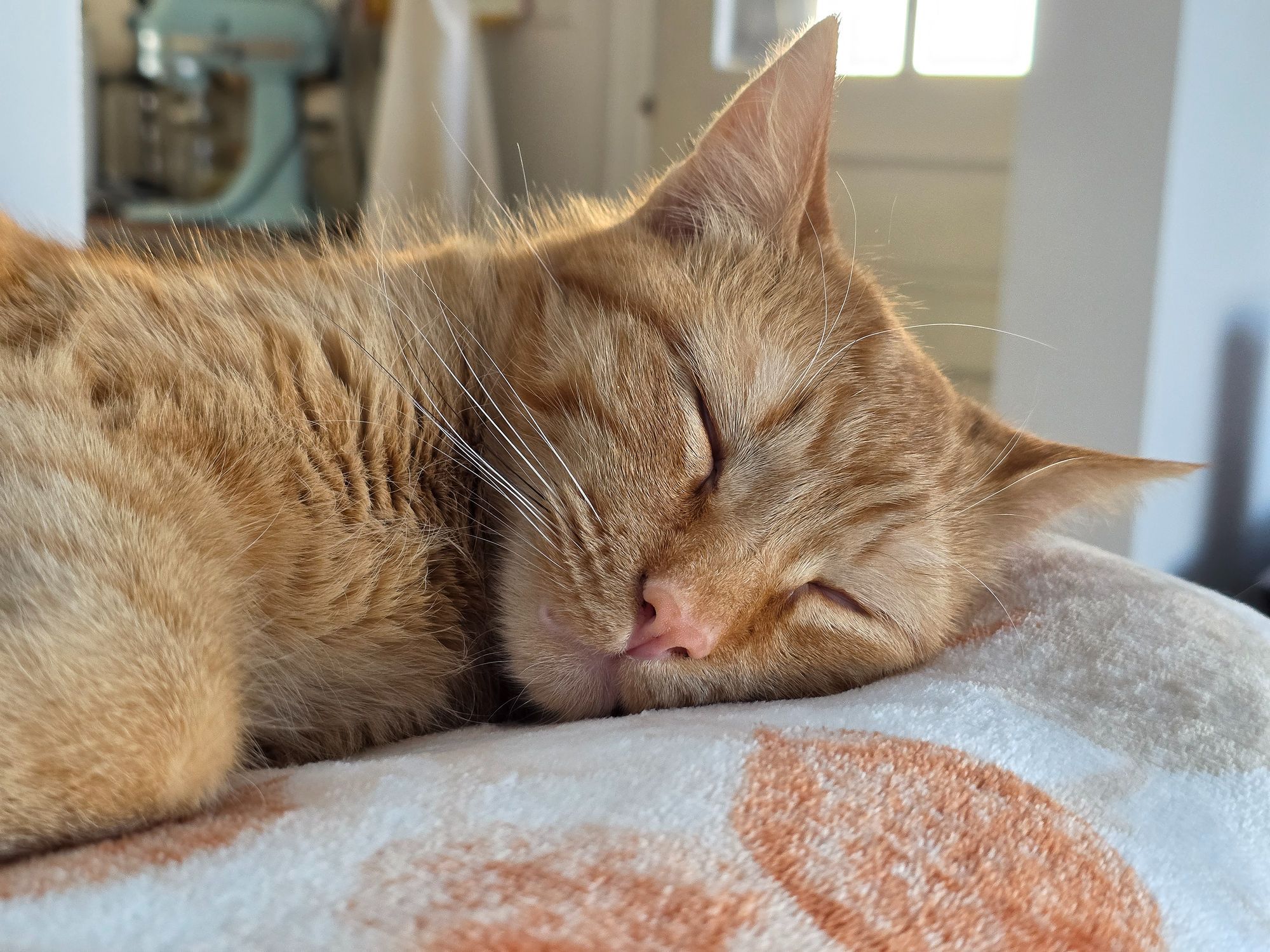 An orange cat sleeping on a blanket