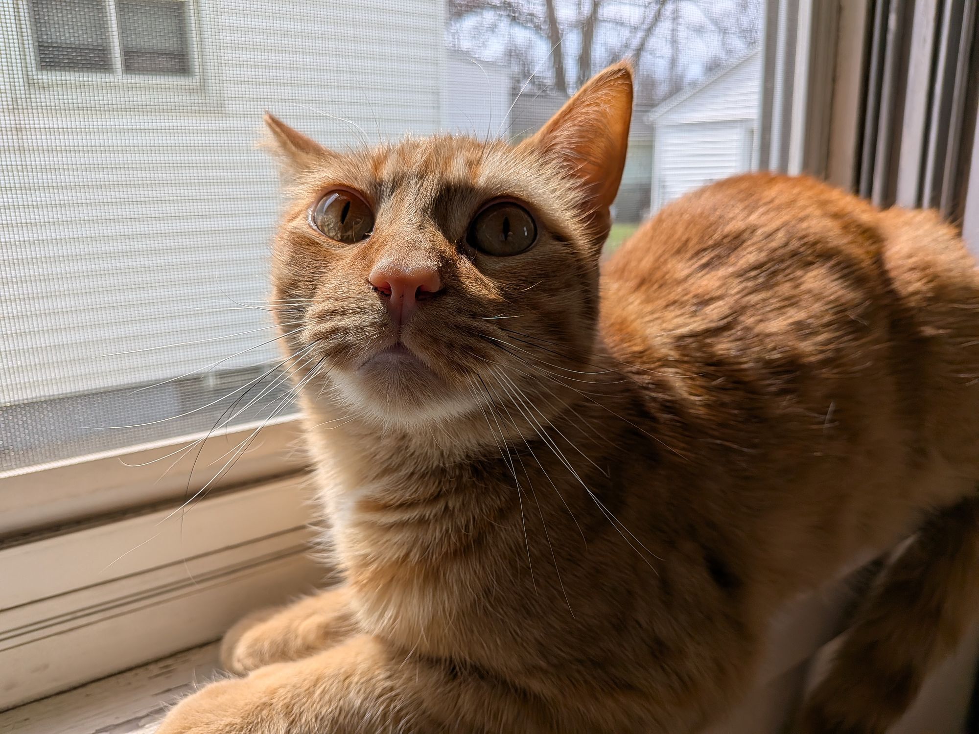 An orange cat sitting in a windowsill.