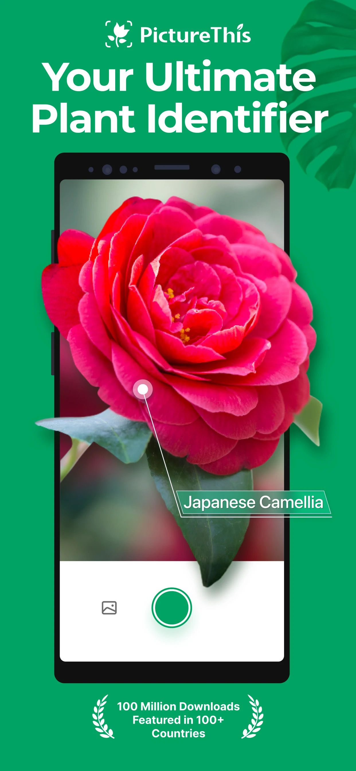 a rose over a screenshot of the PictureThis app for plant identification