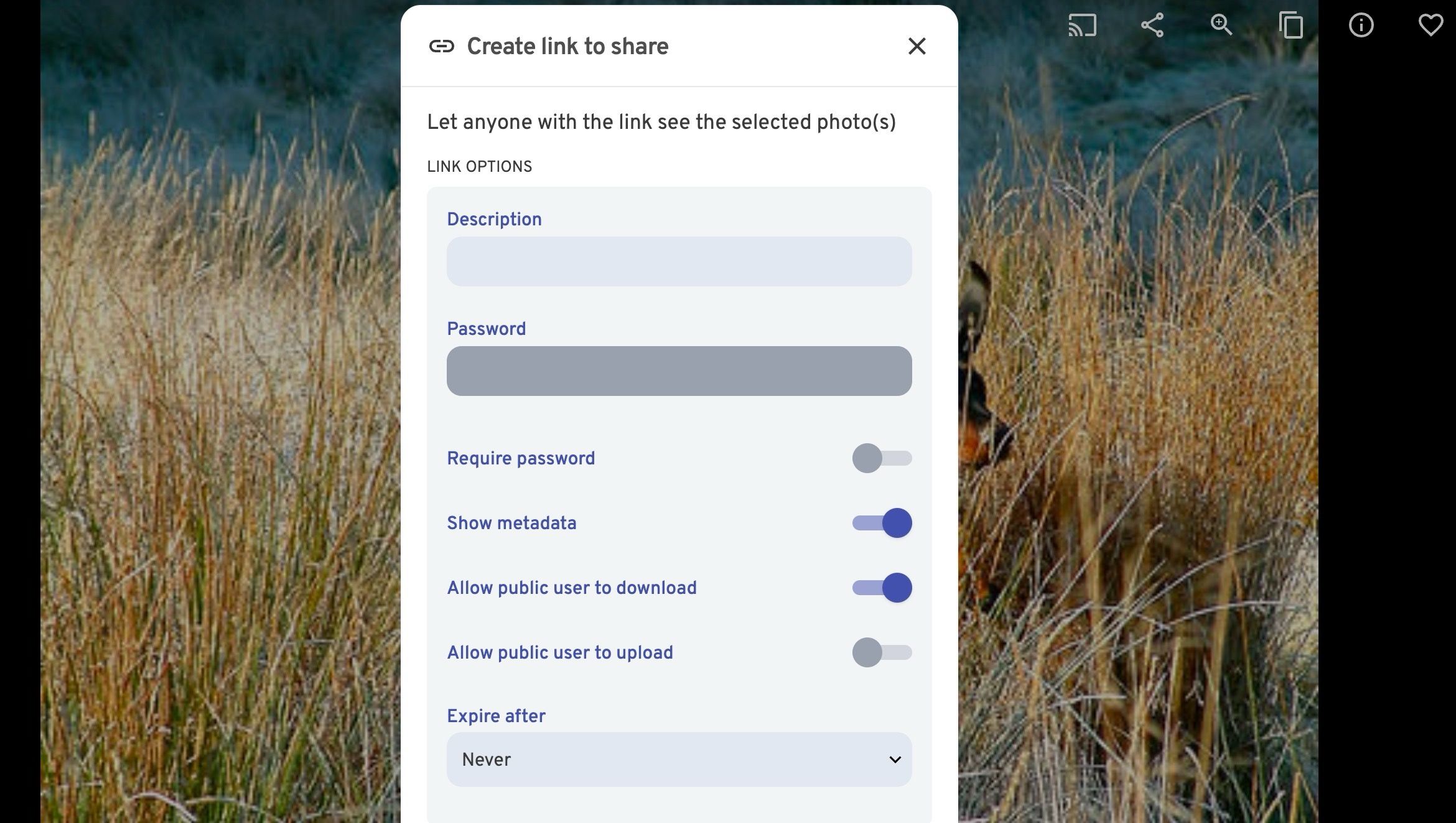 Collaboration features in Immich