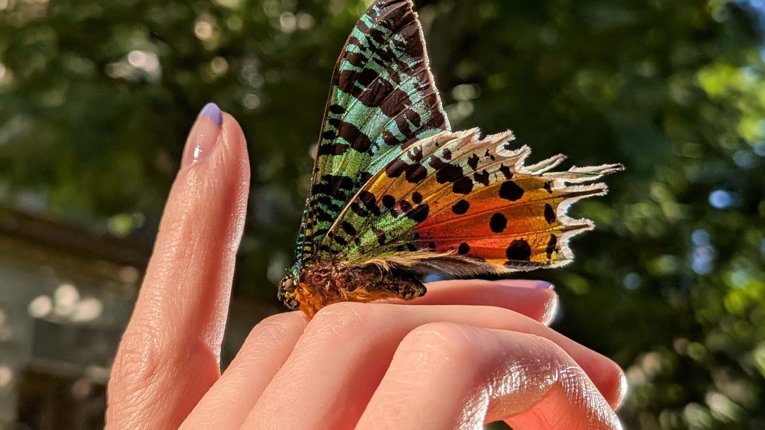 A macro shot of a butterfly on a woman's hand
