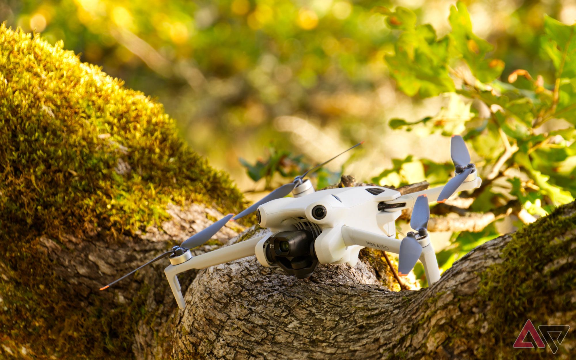 DJI Mini 4 Pro In a mossy tree limb with sun rays in the background