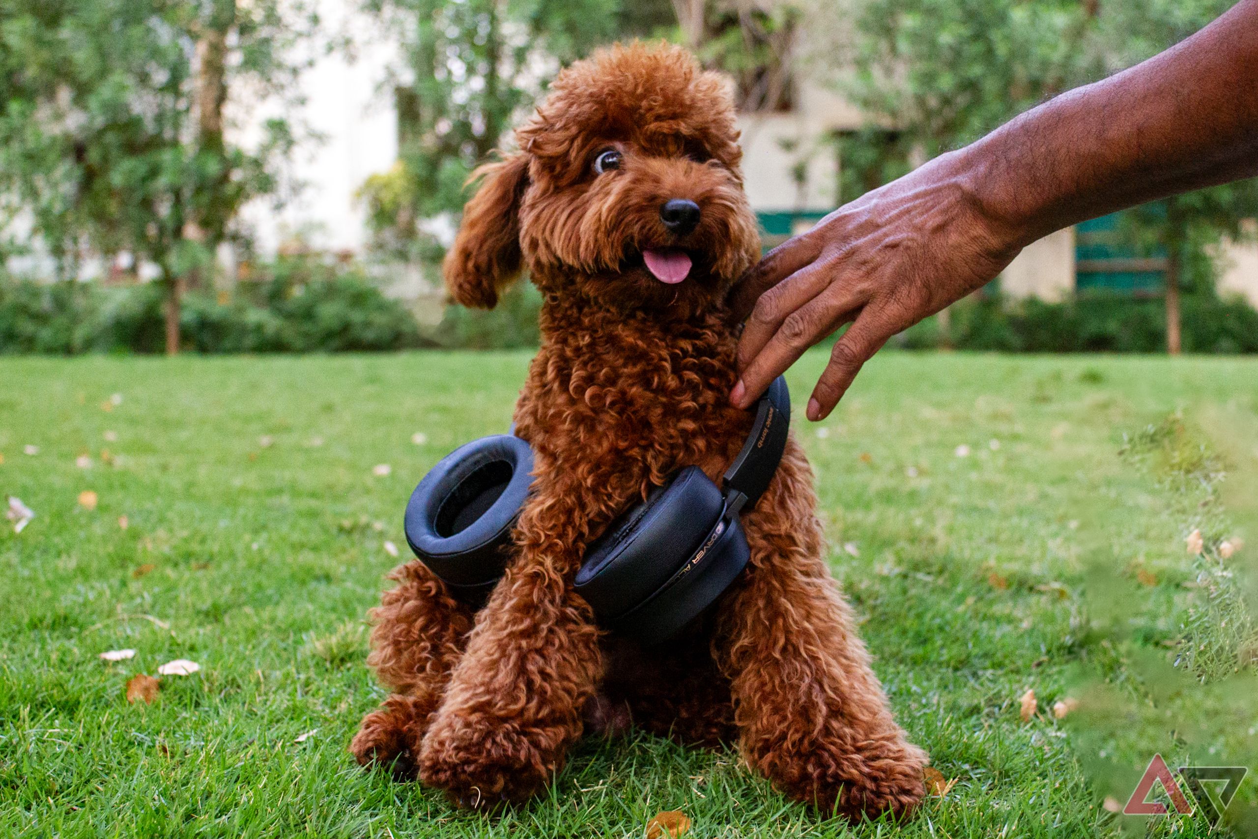 An excited toffee color poodle wearing the Sonic Lamb headphones around his neck