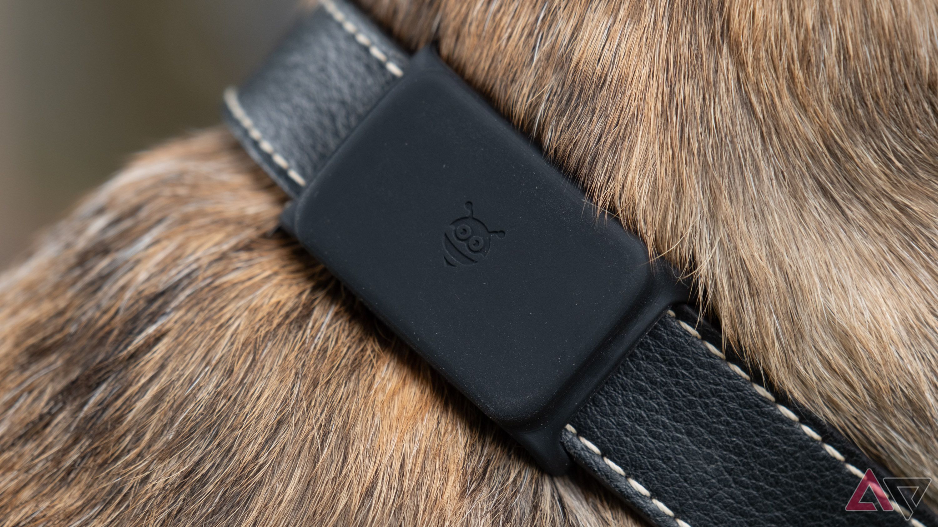 A Pebblebee Tag in a silicone sleeve attached to a dog's collar.