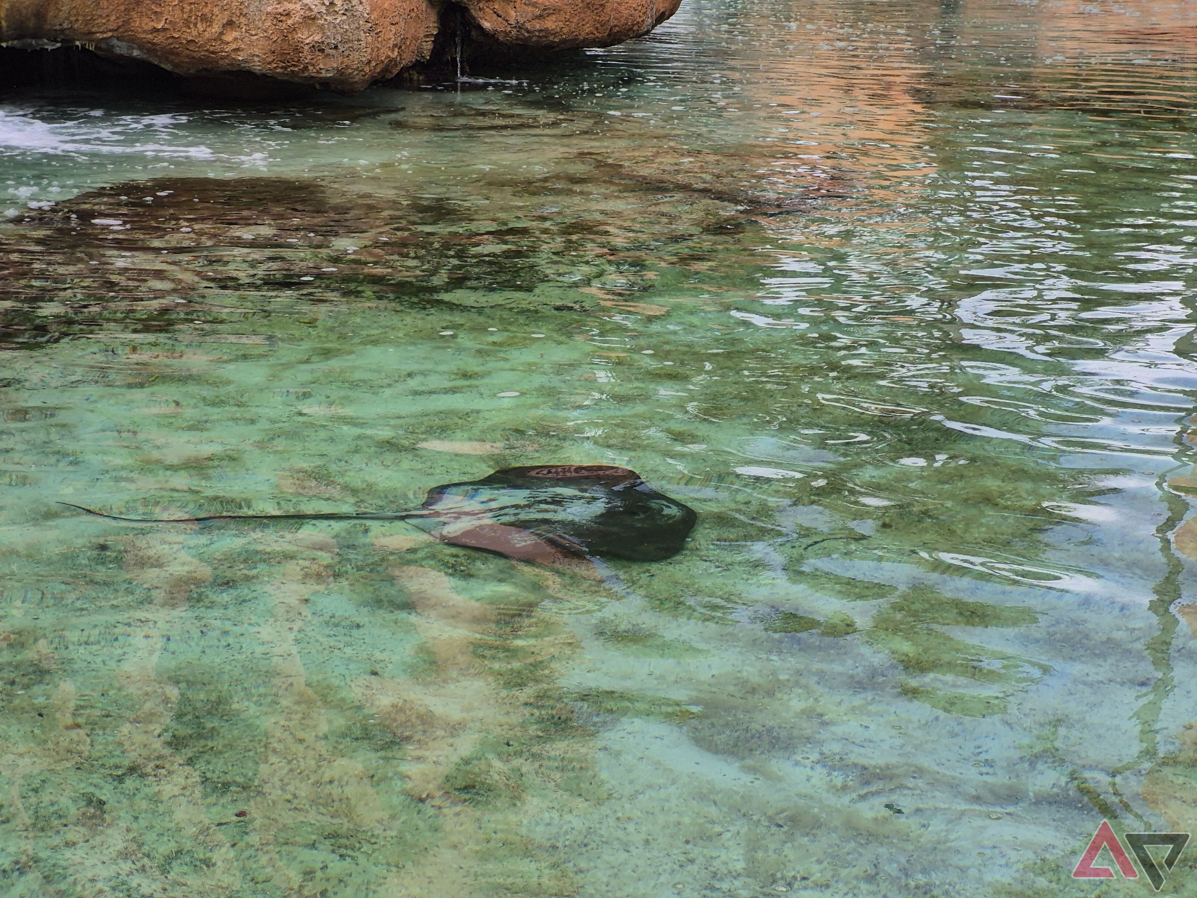 A photo of a manta ray using the 3x optical zoom of the Samsung Galaxy S24 FE.