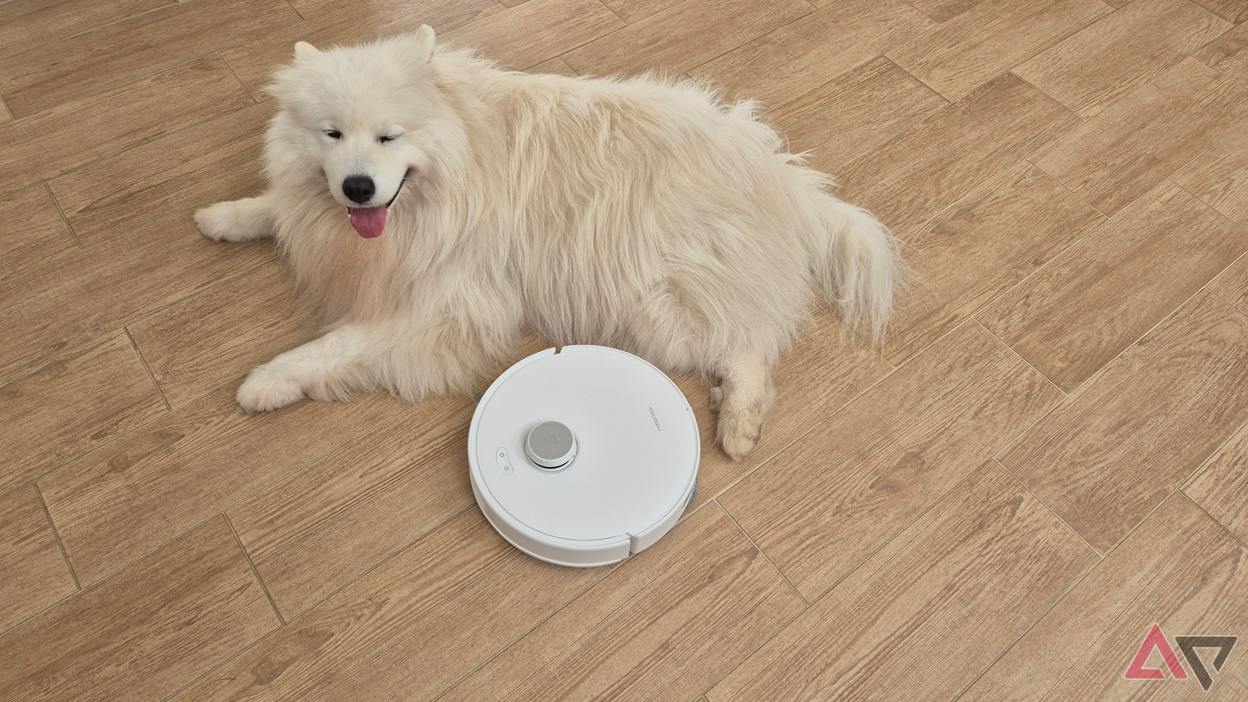 Roborock Qrevo Curv next to a dog