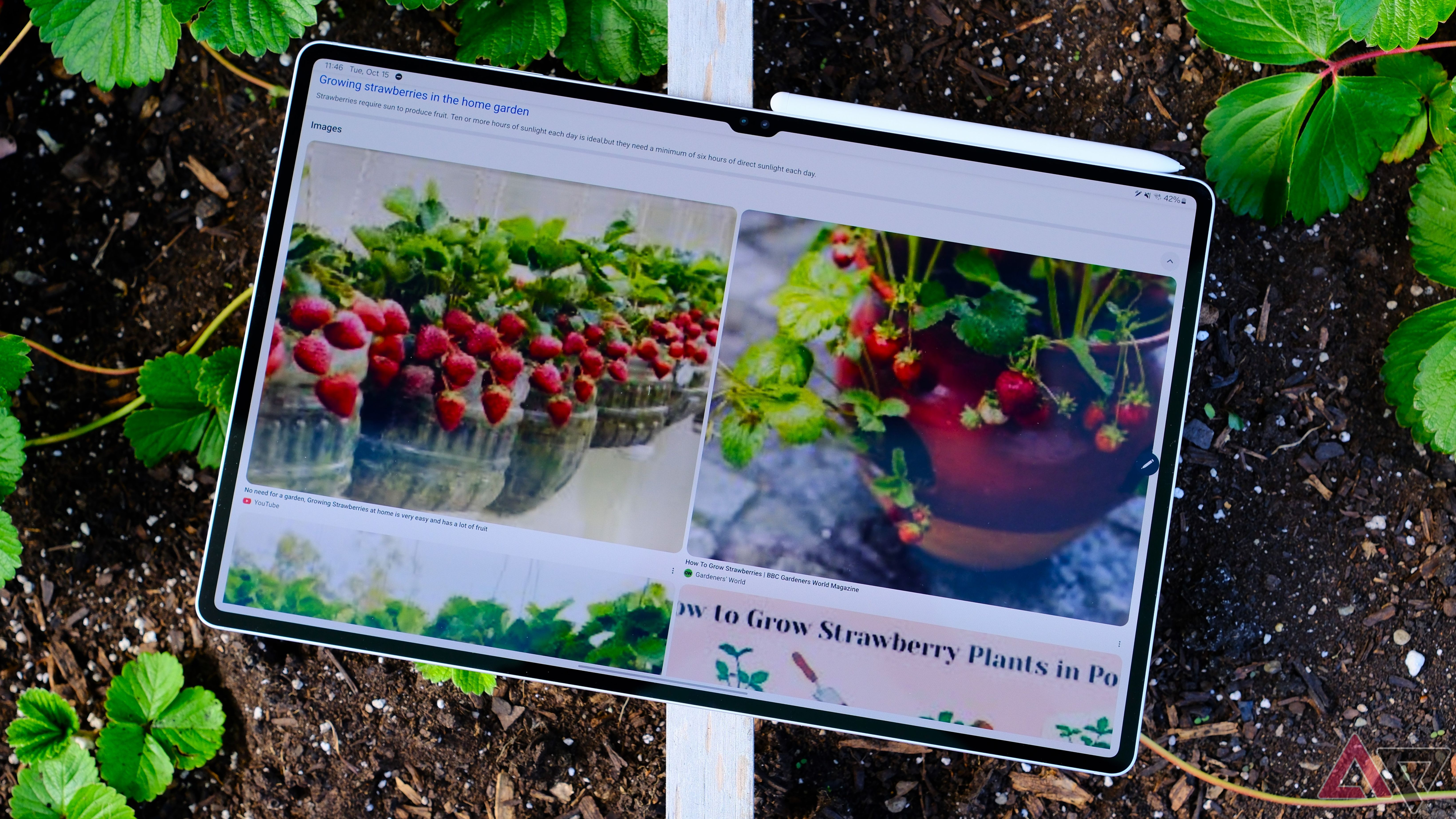 Samsung Galaxy Tab S10 Ultra looking up hwo to grow strawberries in strawberrry bed