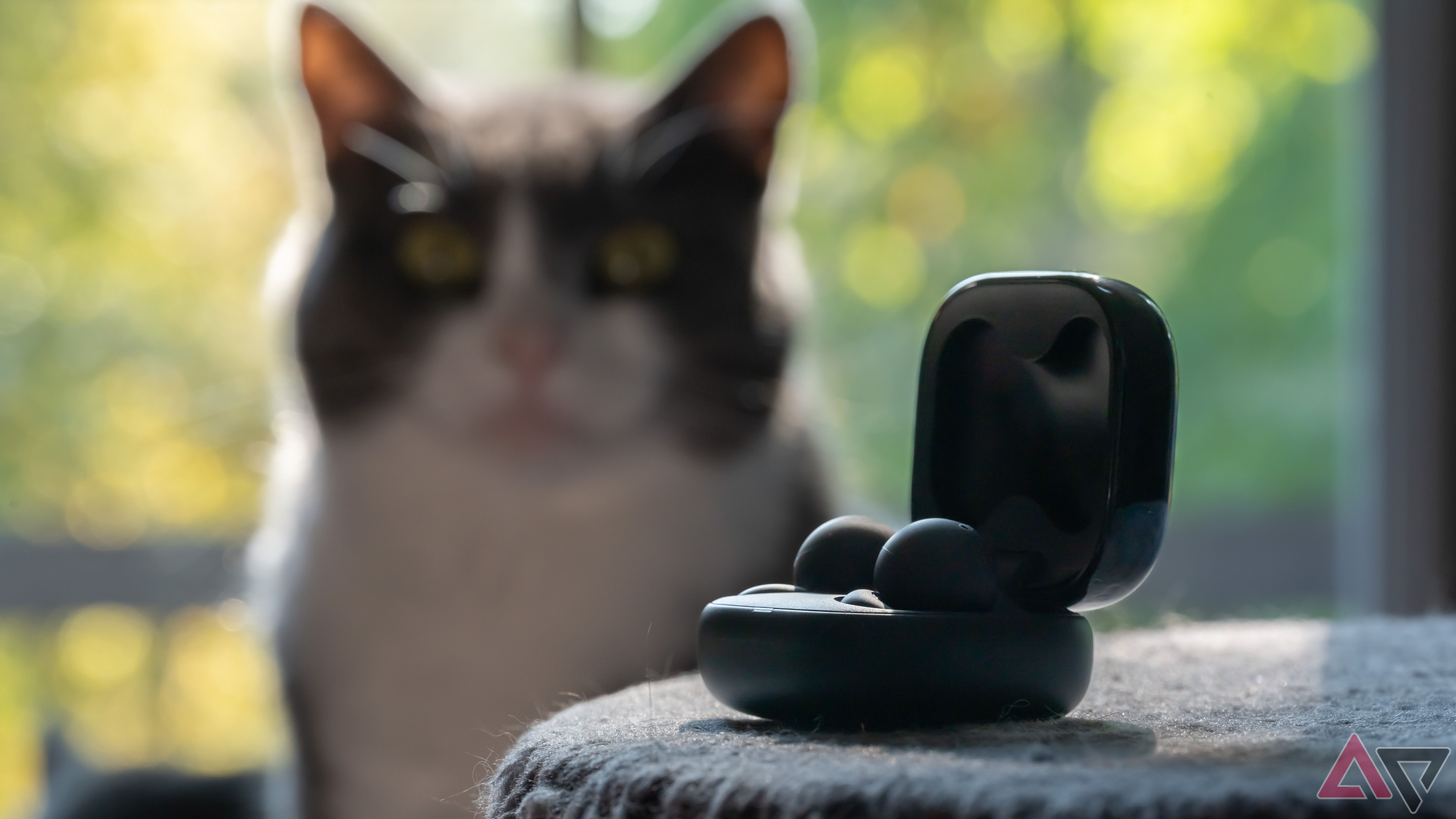 Sony Linkbuds open by cat.