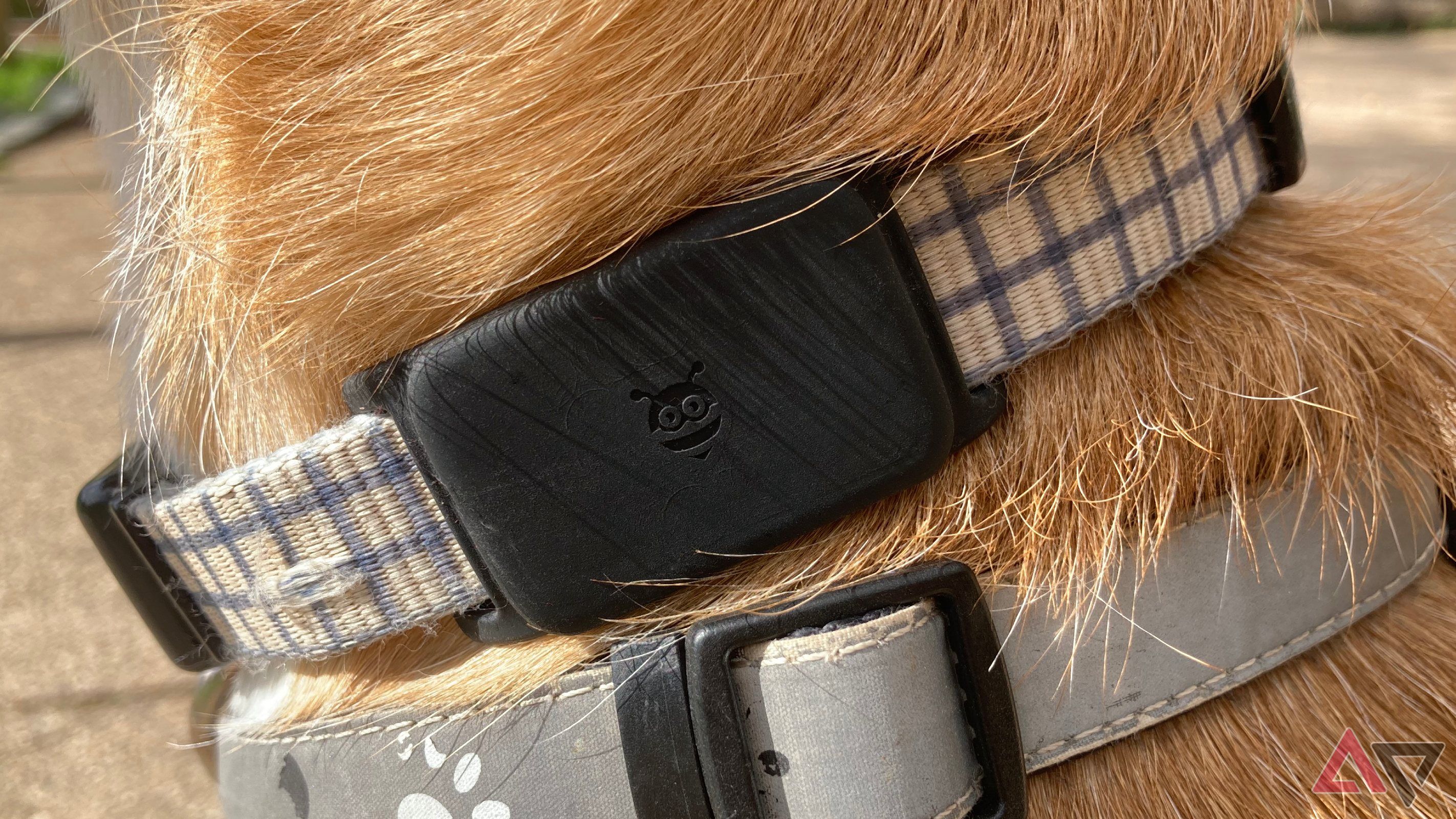 The Pebblebee Tag Universal in its strap accessory on a dog's collar