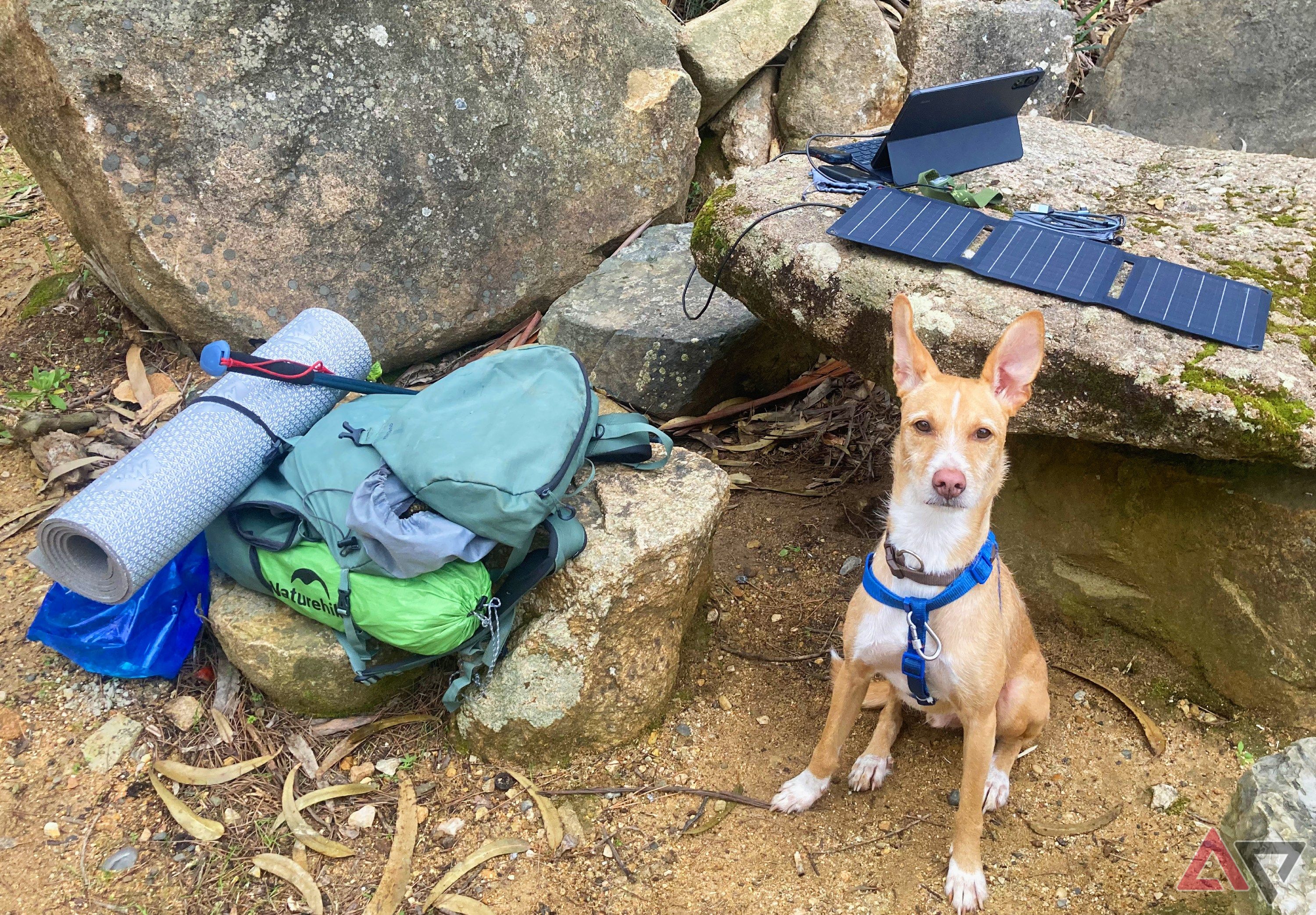 Gadgets laid out on a rock in nature, next to a hiking backpack and brown dog.