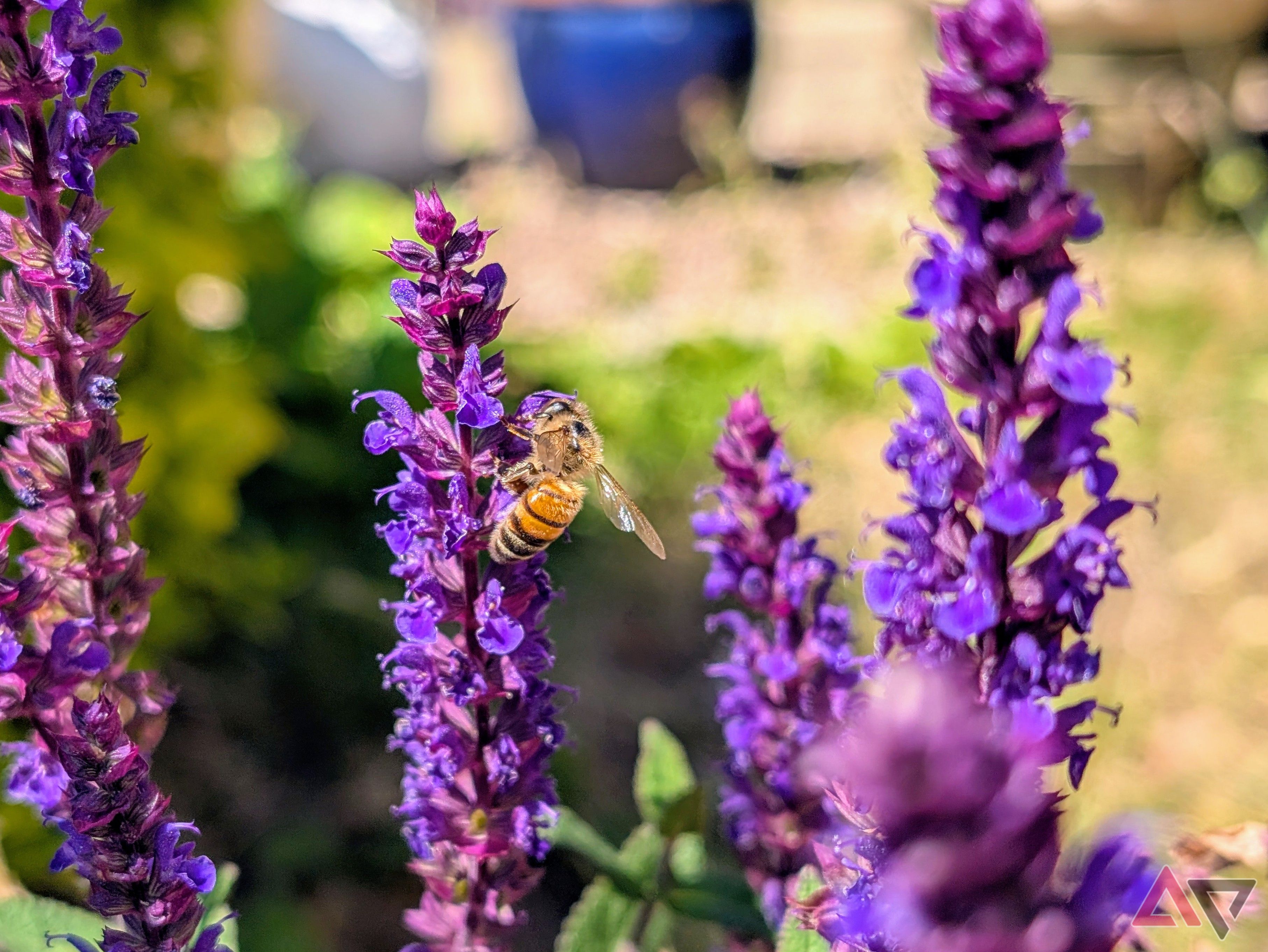 pixel-9-pro-macro-bee