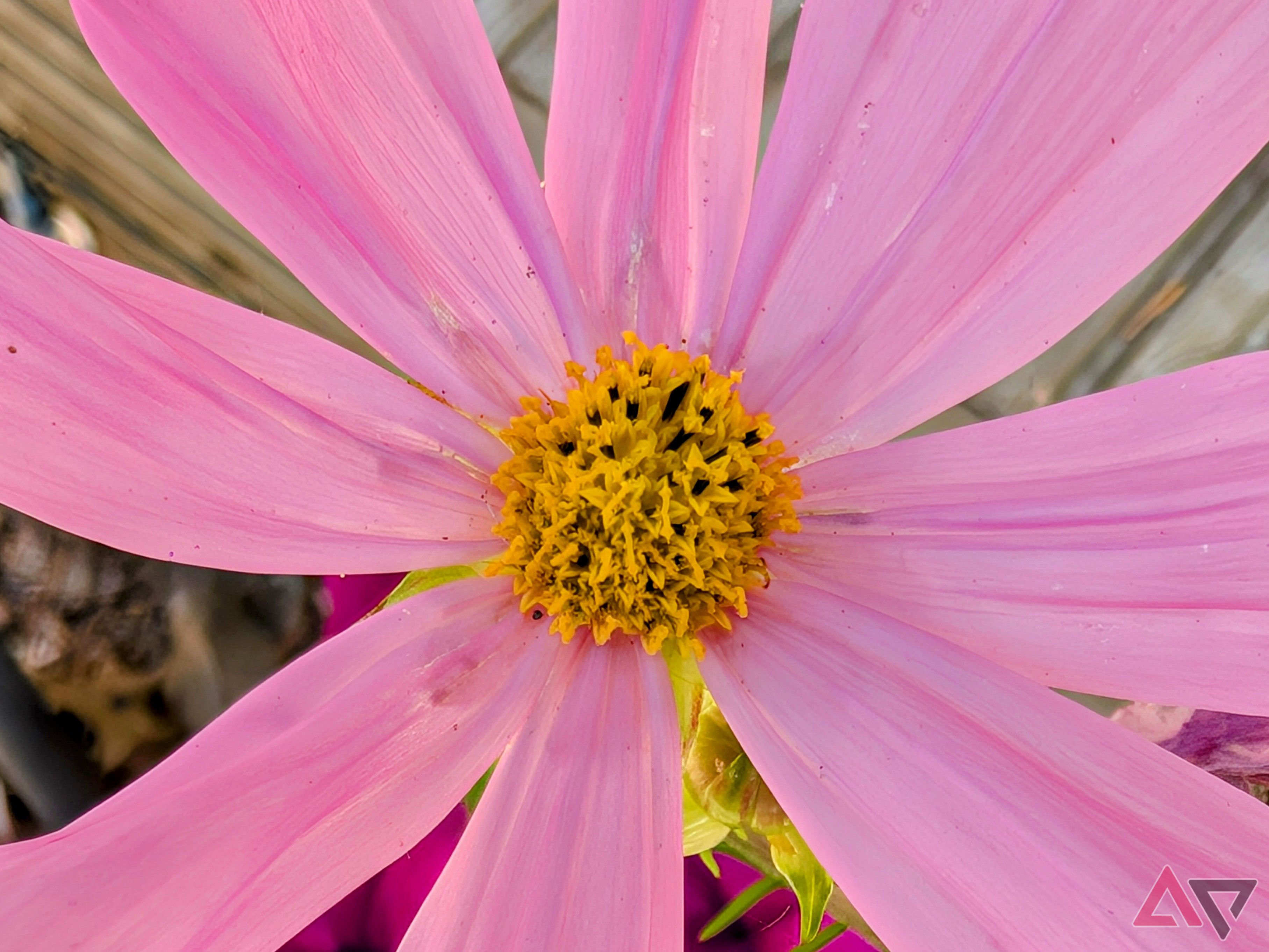 pixel-9-pro-macro-flower