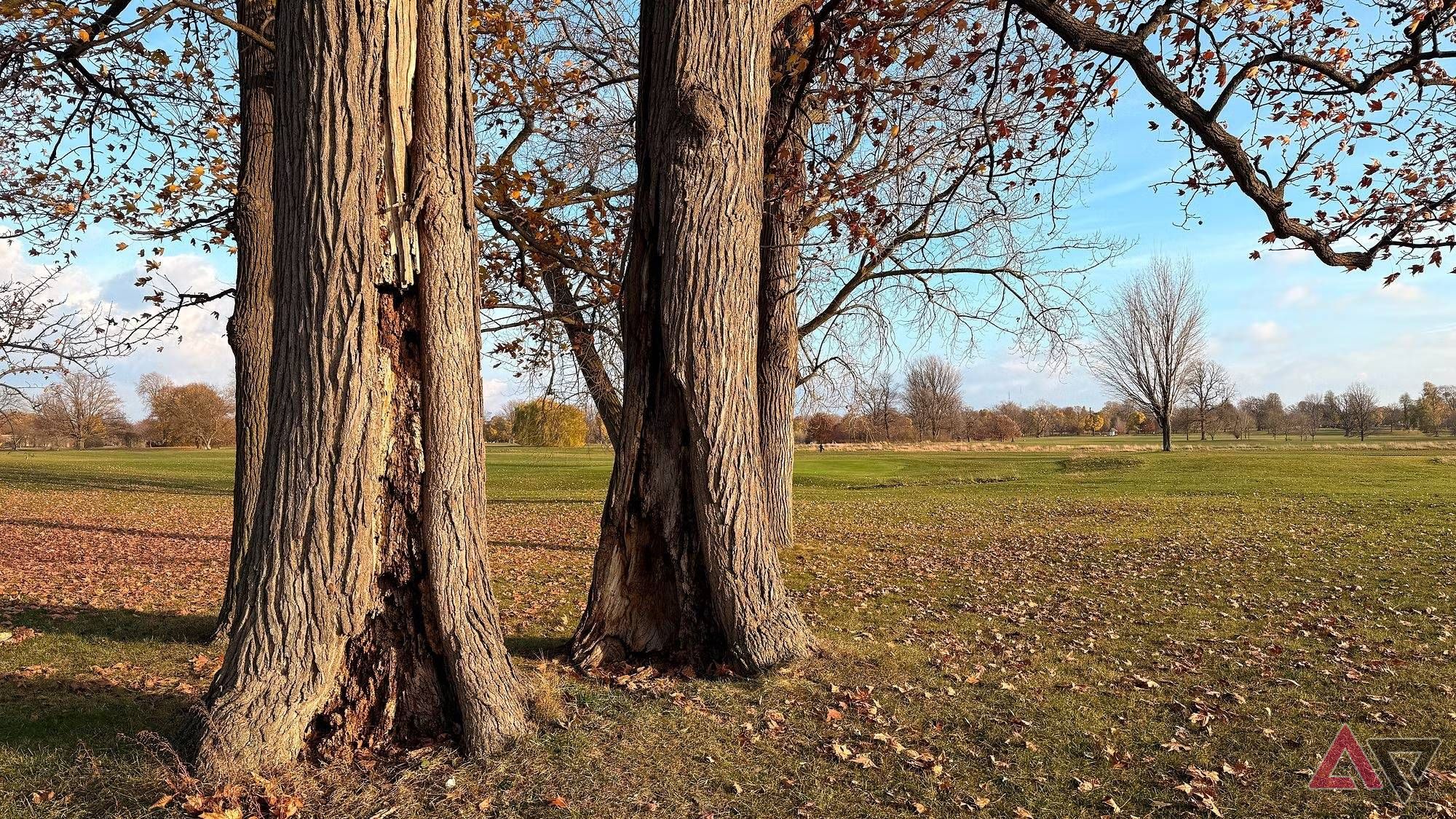 Two trees in a park during Autumn.